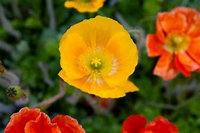 Image result for Icelandic Poppies Buds