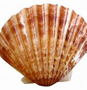 Image result for Beach and Sea Shell Background