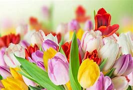 Image result for Bright Colored Flowers