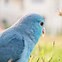 Image result for Blue Parrot