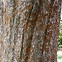 Image result for Lace Elm Tree