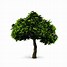 Image result for Green Tree Drawing