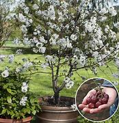 Image result for Potted Cherry Blossom Tree