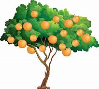 Image result for Orange Tree Clip Art