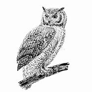 Image result for Owl On a Branch Adobe Stock