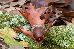 Image result for Acorn with Leaf Cut Out Template