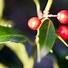 Image result for Tree Branch with Leaves