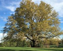 Image result for How to Identify a White Oak Tree