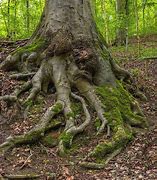 Image result for Tree with Roots and Branches