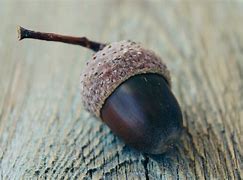 Image result for Acorn Template No Background