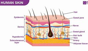 Image result for Human Skin Cell Diagram