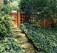 Image result for Ivy Landscape