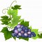 Image result for Grape Leaf Clip Art