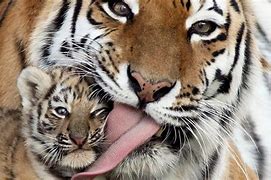 Image result for Little Baby Tigers