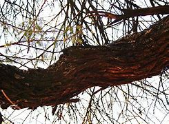 Image result for Thick Branch Horizontal White Background