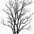 Image result for Black and White Graphic Art of Willow Tree Silhouette