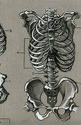 Image result for Human Anatomy Sketch