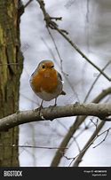 Image result for Robin Songbird