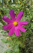 Image result for 8 Madde From Flowers