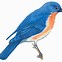 Image result for Blue Jay Bird Drawing