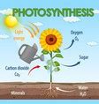 Image result for Photosynthesis Process Vector