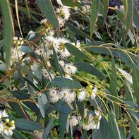 Image result for Blue Gum Eucalyptus