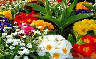 Image result for Bright Colorful Flowers Background