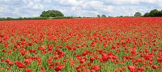 Image result for Anzac Day Poppies