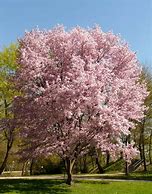 Image result for Cherry Tree Pictures Free