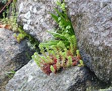 Image result for Moss Antheridium