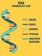 Image result for Biology DNA and RNA