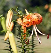 Image result for Pink Tiger Lily Flower