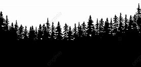 Image result for Aspen Tree Forest Silhouette