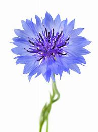 Image result for Blue Bottle Flower