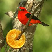 Image result for Red Bird and Tree Branch Illustration