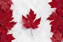 Image result for Canada Day Maple Leaf