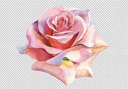 Image result for Elegant Watercolour Light Pink Roses