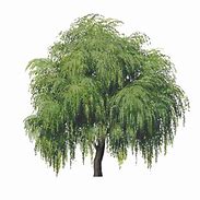 Image result for Weeping Willow Clip Art