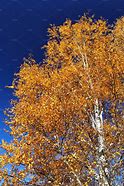 Image result for Fall Leaf Birch Tree