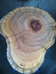 Image result for Rainbow Eucalyptus Tree Table