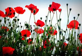 Image result for Free Crochet Red Poppy Pattern