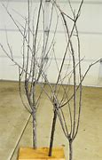 Image result for Halloween Tree Branch