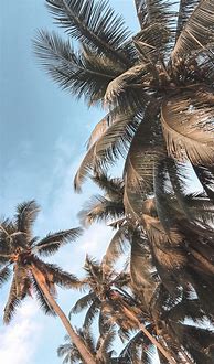 Image result for 4K Vector Art Palm Trees Wallpaper 4K