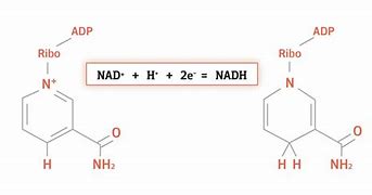 Image result for Resonance of Nad+