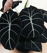 Image result for Alocasia Plant Pot