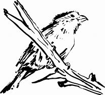 Image result for Perched Bird Drawing