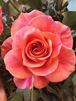 Image result for Coral Rose Variety