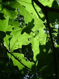 Image result for Big Tree Leaves in Autumn