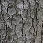 Image result for Tree Branch with Acorn Template