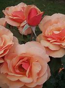 Image result for Coral Colored Roses